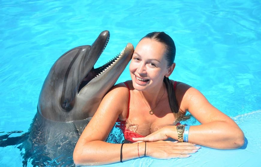 Swimming and Photo Session with Dolphins in Hurghada
