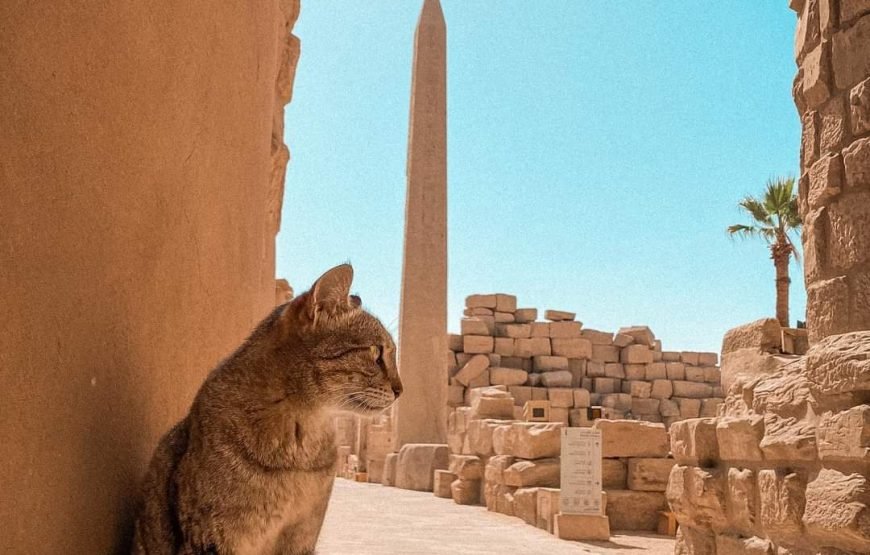 Marsa Alam Luxor day trip with the Valley of the Kings by bus