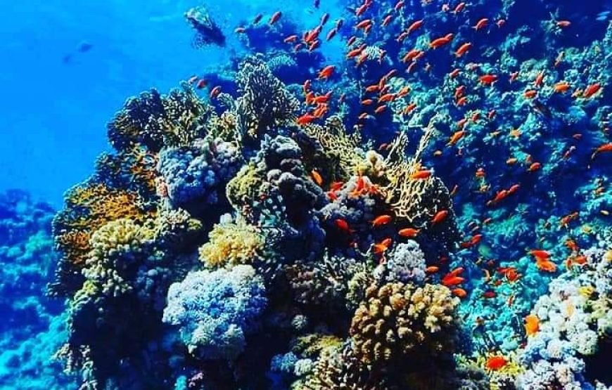 Royal Seascope semi submarine cruise with snorking