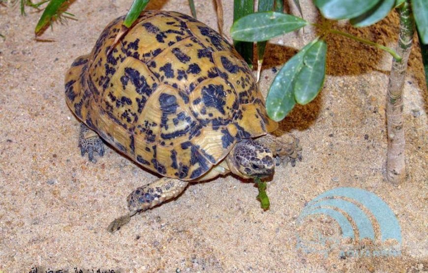 Hurghada Grand Aquarium