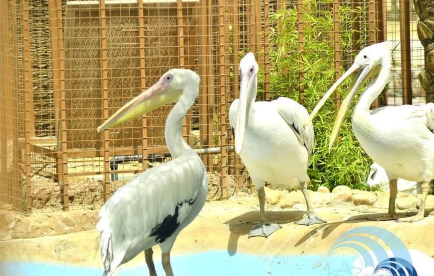 Hurghada Grand Aquarium