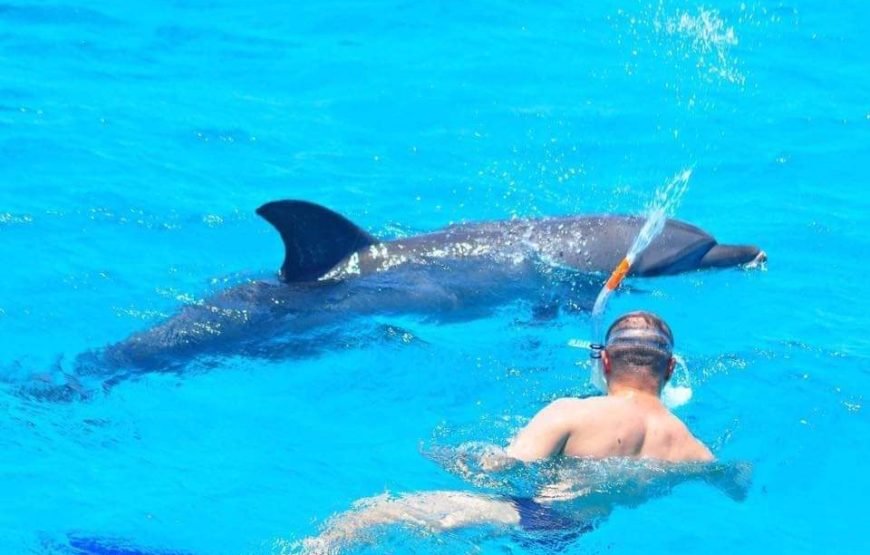 Dolphin House Snorkeling tour