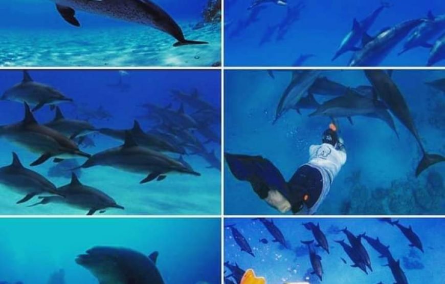 Dolphin House Snorkeling tour
