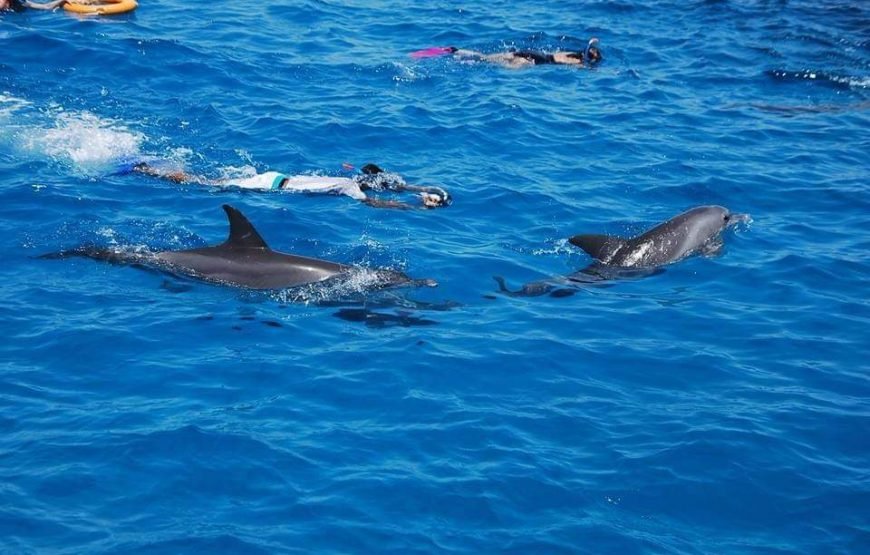 Dolphin House Snorkeling tour