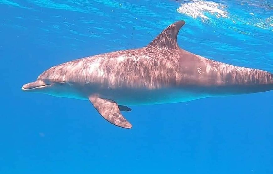 Dolphin House Snorkeling tour