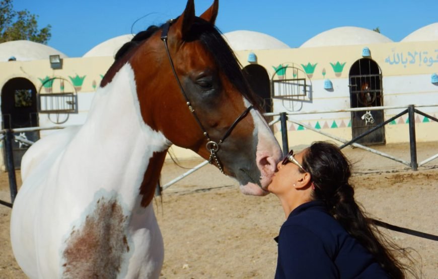 Hurghada: horseback riding adventure