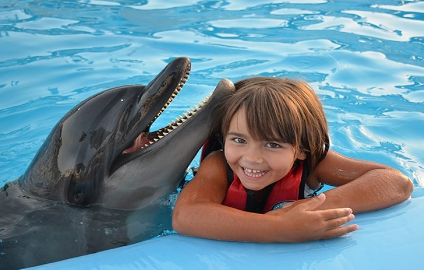 Photo season with Dolphins