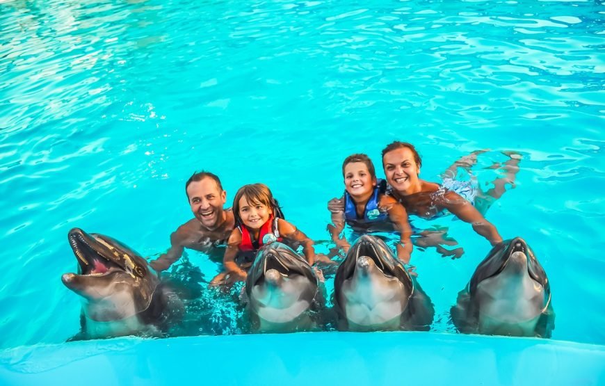 Photo season with Dolphins