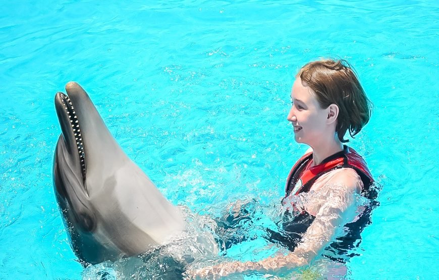 Photo season with Dolphins