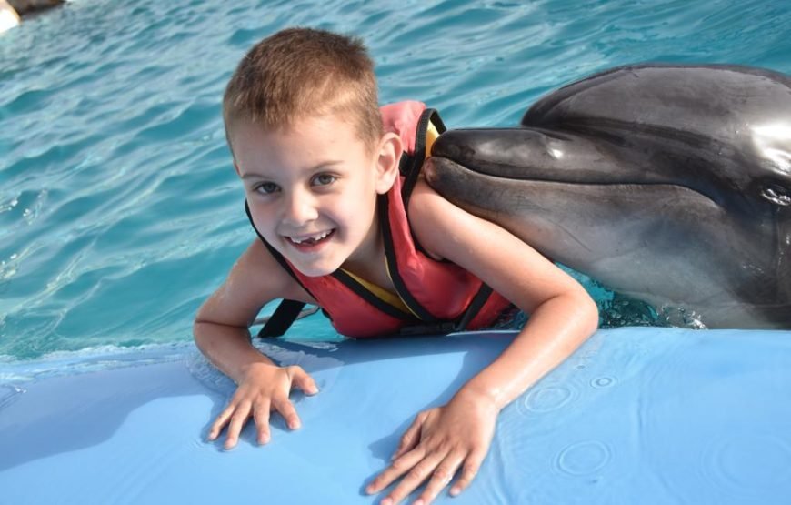 Photo season with Dolphins