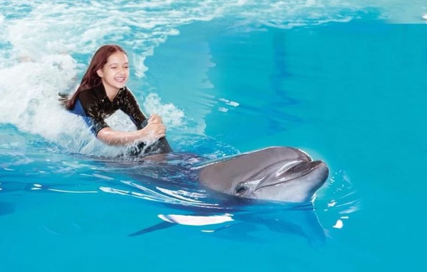 Swimming and Photo Session with Dolphins in Hurghada