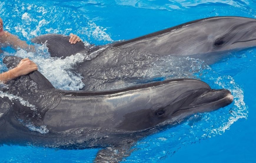 Swimming and Photo Session with Dolphins in Hurghada