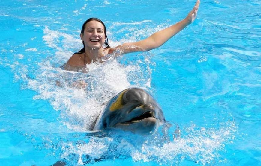 Swimming and Photo Session with Dolphins in Hurghada