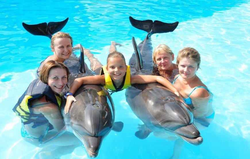 Swimming and Photo Session with Dolphins in Hurghada