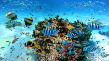 Paradise Island Hurghada Day Trip