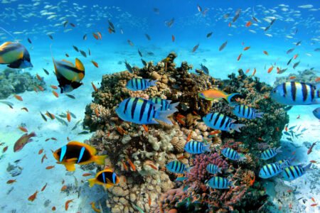 Paradise Island Hurghada Day Trip