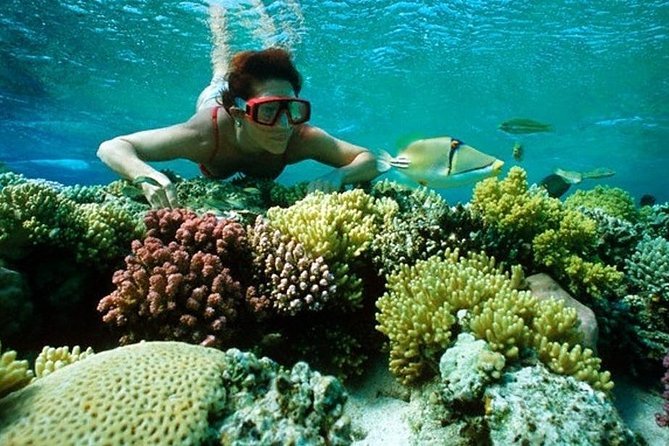 Red Sea Diving and Snorkeling