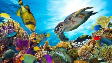 Best Snorkeling in Marsa Alam