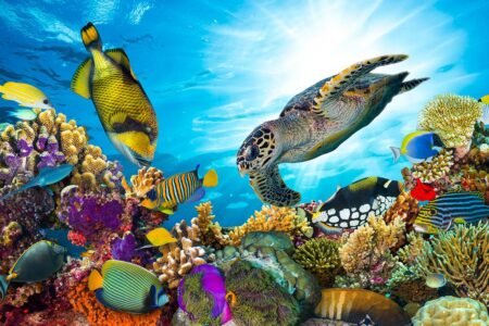Best Snorkeling in Marsa Alam