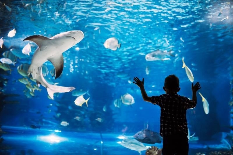 Hurghada Aquarium Egypt