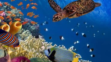 Marsa Alam Egypt Snorkeling
