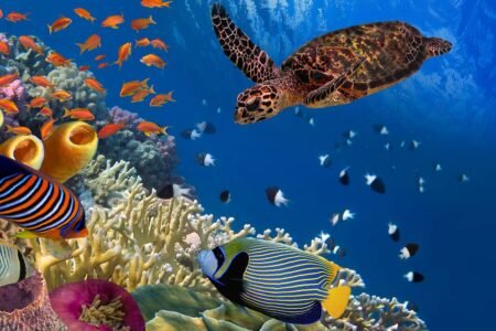 Marsa Alam Egypt Snorkeling