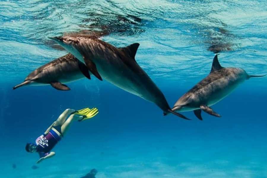 Marsa Alam Egypt Snorkeling