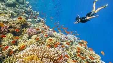 Marsa Alam Snorkeling Trips