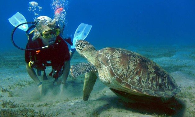 Simple Tips for Marsa Alam Snorkeling