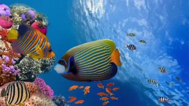 Snorkeling Marsa Alam Egypt
