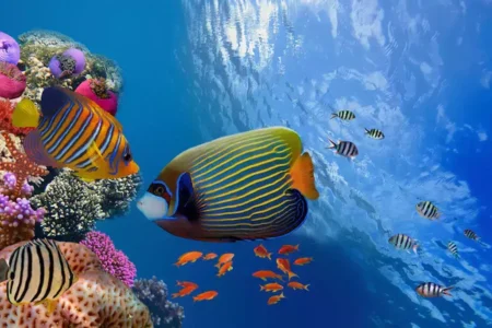 Snorkeling Marsa Alam Egypt