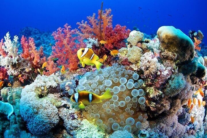 Top Snorkeling Spots a Marsa Alam