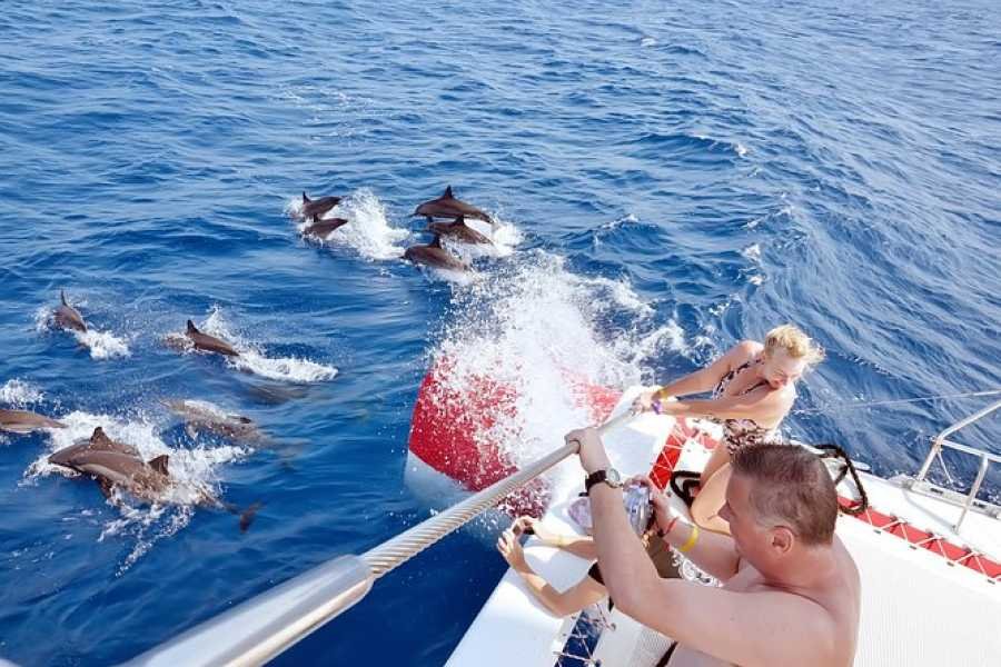Dolphin House Excursion