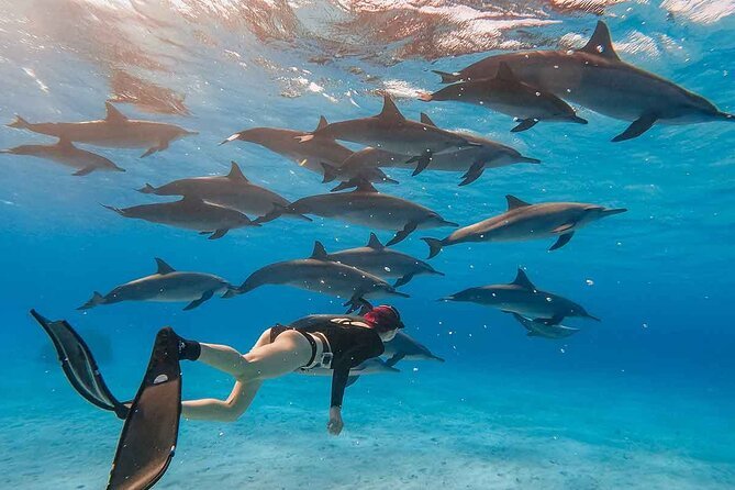 Dolphin House Snorkeling Excursion
