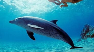Excursion Snorkeling Hurghada