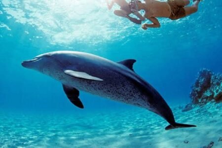 Excursion Snorkeling Hurghada