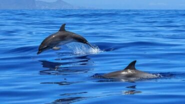 Marsa Alam Day Trips