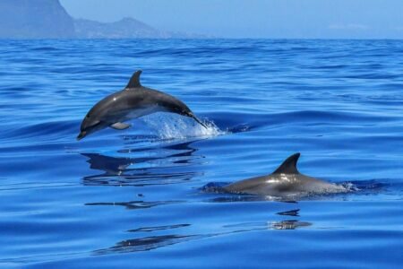 Marsa Alam Day Trips