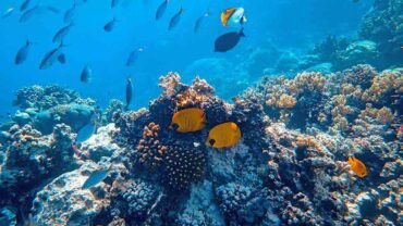 Marsa Alam Tours Avis