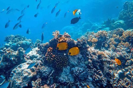 Marsa Alam Tours Avis
