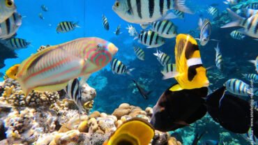 Best Place to Snorkel in Egypt