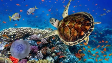 Dive Marsa Alam