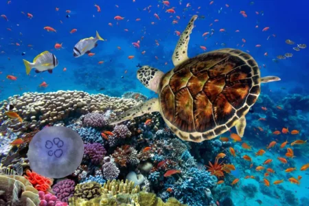 Dive Marsa Alam