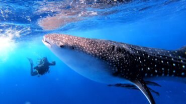 Diving Marsa Alam