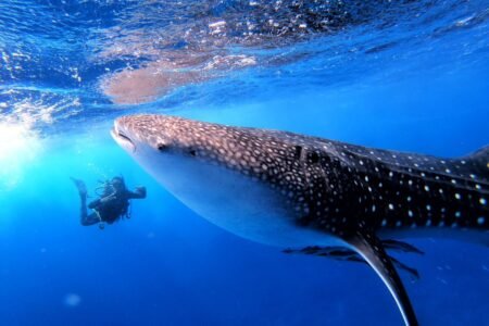 Diving Marsa Alam
