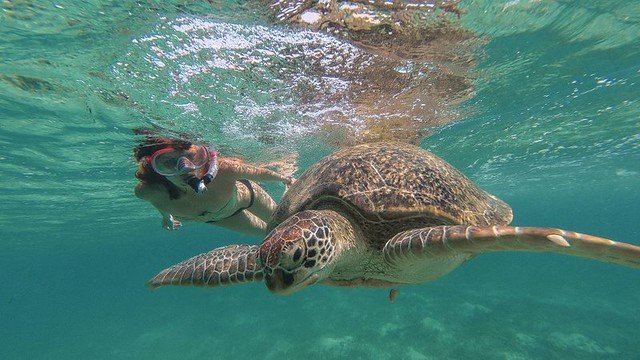 Diving and Snorkeling with Marine Life