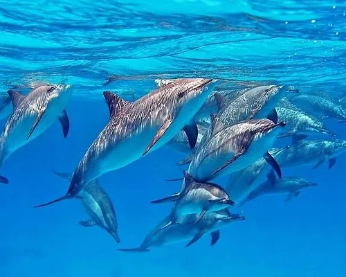 Marsa Alam Dolphin House