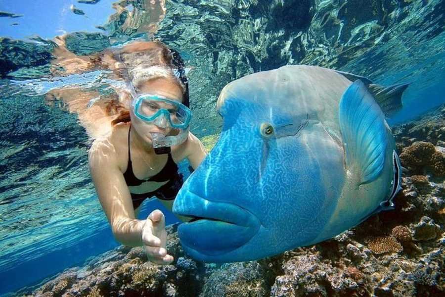 best snorkelling in egypt