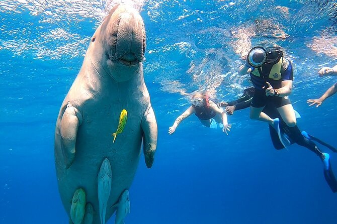 book your snorkeling trip in Egypt