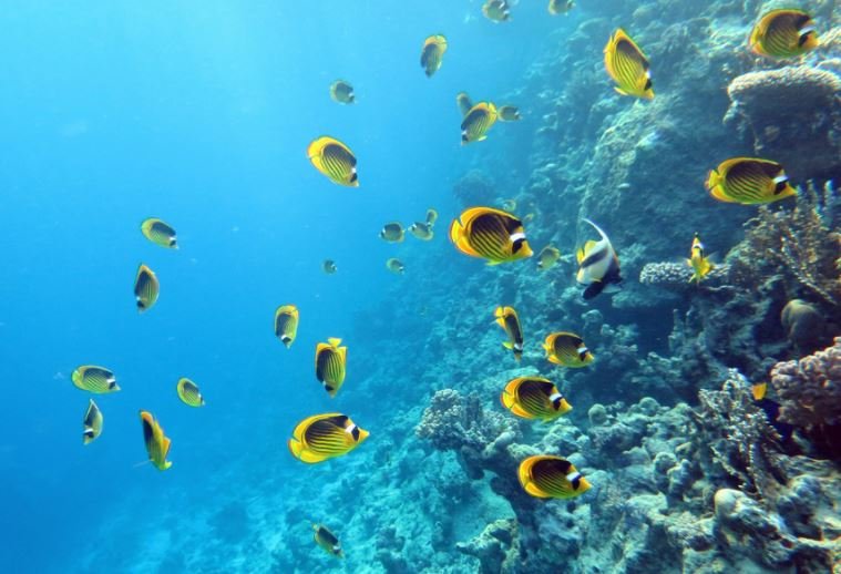 sharm el sheikh snorkeling